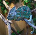 Chameleon: content and care Chameleon: content and care