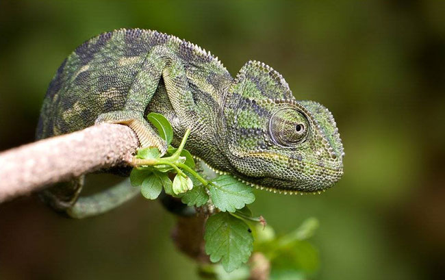 Chameleon: content and care