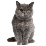 The nature of British cats The nature of British cats