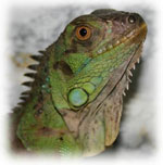 Iguana at home Iguana at home