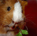 Infectious diseases of guinea pigs Infectious diseases of guinea pigs
