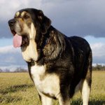 Spanish mastiff Spanish mastiff