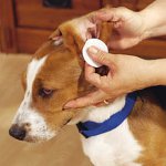 How to clean the ears of dogs and cats?