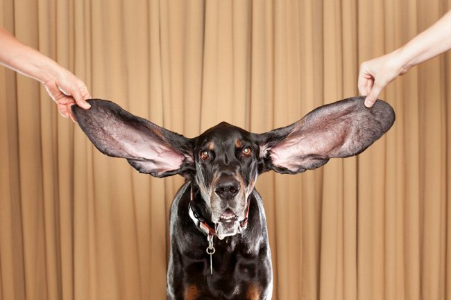 How to clean the ears of dogs and cats?