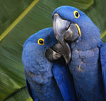 How to give the medicine to the birds? How to give the medicine to the birds?