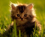 How to get rid of fleas?