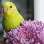 How to name a parrot