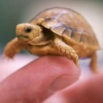 How to determine the sex of a turtle? How to determine the sex of a turtle?