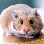 How to determine the gender of a hamster How to determine the gender of a hamster