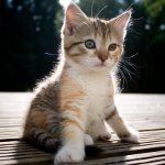 How to determine the gender of the kitten? How to determine the gender of the kitten?