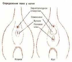 How to determine the gender of the kitten?