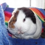 How to determine the sex of guinea pig yourself