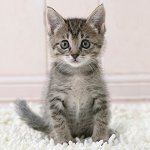 How to determine the age of a kitten