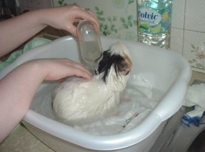 How to properly bathe guinea pig - video