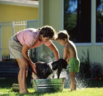 How correctly to bathe dogs? How correctly to bathe dogs?
