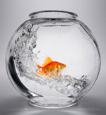 How correctly to transport aquarium fish? How correctly to transport aquarium fish?