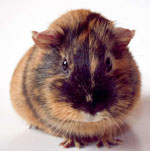How correctly to look after guinea pigs? How correctly to look after guinea pigs?