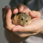 How to tame a hamster How to tame a hamster