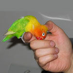 How to Train a Parrot How to Train a Parrot