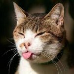 How to make a prick a cat How to make a prick a cat