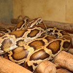 How to keep a snake at home? How to keep a snake at home?