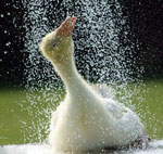 How to protect your pets from the heat? How to protect your pets from the heat?