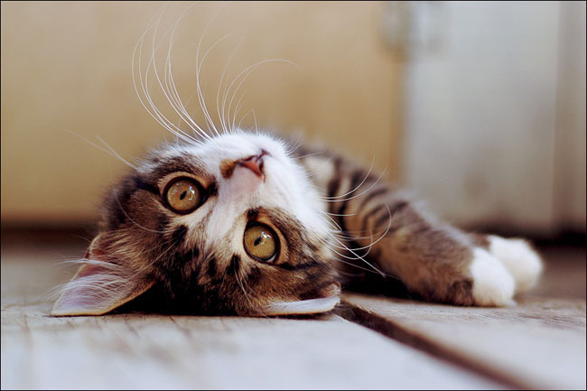 How to protect your pets from the heat?