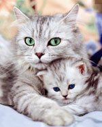 How to care for a pregnant cat How to care for a pregnant cat