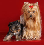 How to take care of a pregnant dog How to take care of a pregnant dog