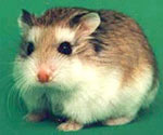 How to care for hamsters How to care for hamsters