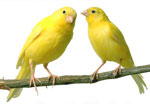 How to care for a canary?