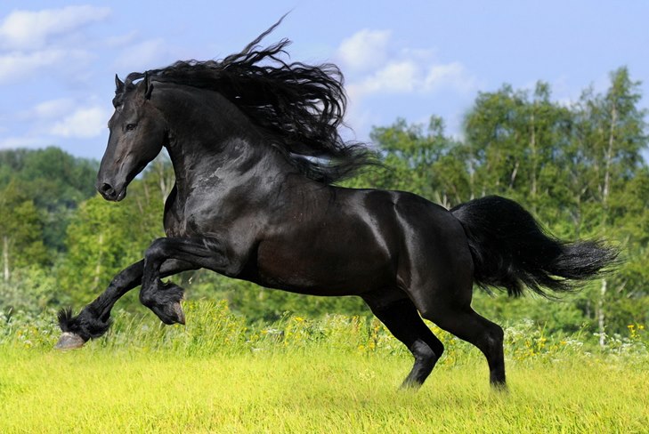 How to Care for a Horse: A Guide to Caring for a Video