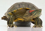 How to care for a freshwater turtle? How to care for a freshwater turtle?