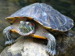 Pond slider