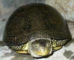 European marsh turtle