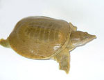 How to care for a freshwater turtle?