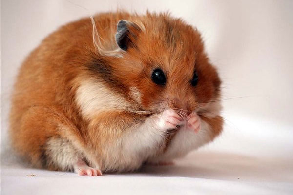 How to choose a hamster?