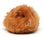 How to choose a guinea pig?