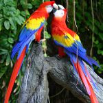 How to choose a parrot How to choose a parrot