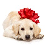 How to choose a puppy? How to choose a puppy?