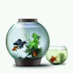 How is the aquarium cleaned?