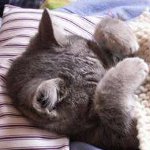 Calcitovirus in cats