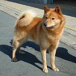 Karelo-Finnish Laika (Finnish Spitz) Karelo-Finnish Laika (Finnish Spitz)