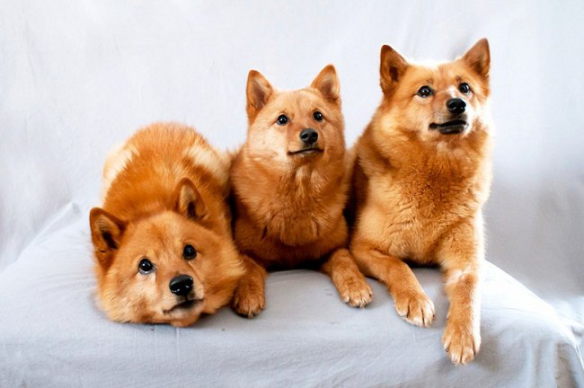 Karelo-Finnish Laika (Finnish Spitz)