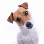 Nicknames of dogs and their meaning Nicknames of dogs and their meaning