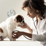When to vaccinate a puppy: schemes and schedule of vaccinations When to vaccinate a puppy: schemes and schedule of vaccinations