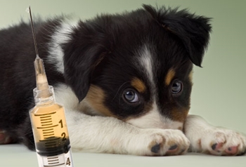 When to vaccinate a puppy: schemes and schedule of vaccinations When to vaccinate a puppy: schemes and schedule of vaccinations