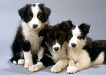 When to vaccinate a puppy: schemes and schedule of vaccinations When to vaccinate a puppy: schemes and schedule of vaccinations