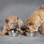 Food for Shar Pei