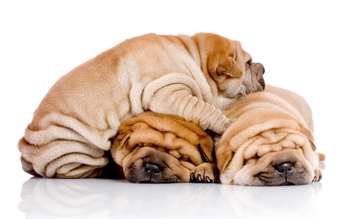 Food for Shar Pei